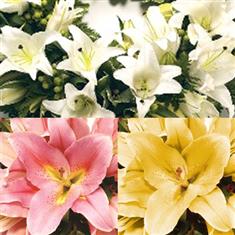 Rounded Lily Wreath - Choose Lily Colour